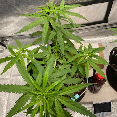 Godfather og growlog timeline photo