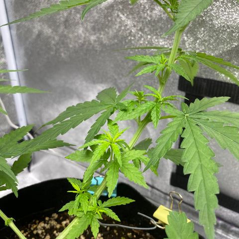 Godfather og growlog timeline photo