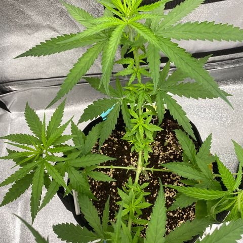 Godfather og growlog timeline photo