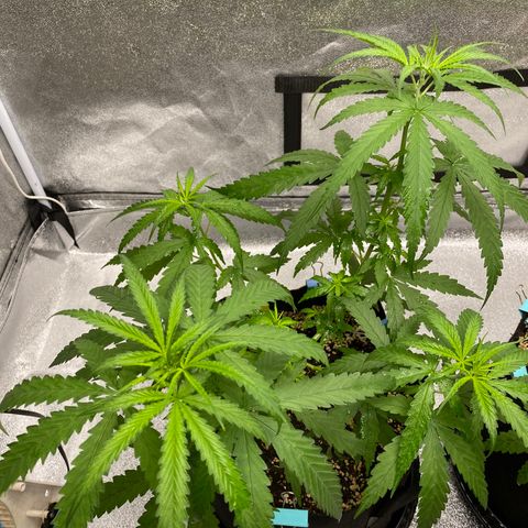 Godfather og growlog timeline photo