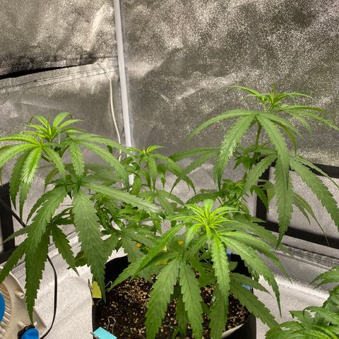 Godfather og growlog timeline photo