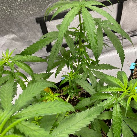 Godfather og growlog timeline photo