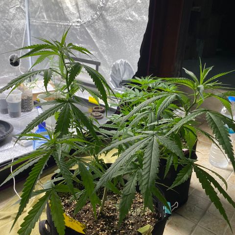 Godfather og growlog photo: ปุ๋ยขี้ไก่ น้ำหมัก 