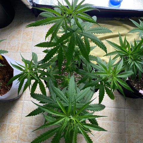 Godfather og growlog photo: ปุ๋ยขี้ไก่ น้ำหมัก 