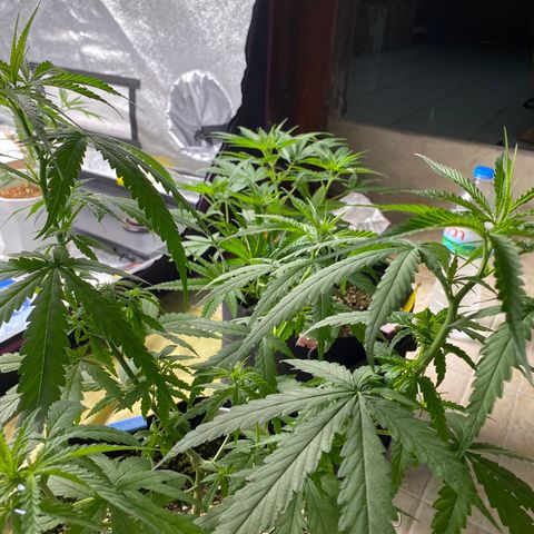 Godfather og growlog photo: ปุ๋ยขี้ไก่ น้ำหมัก 