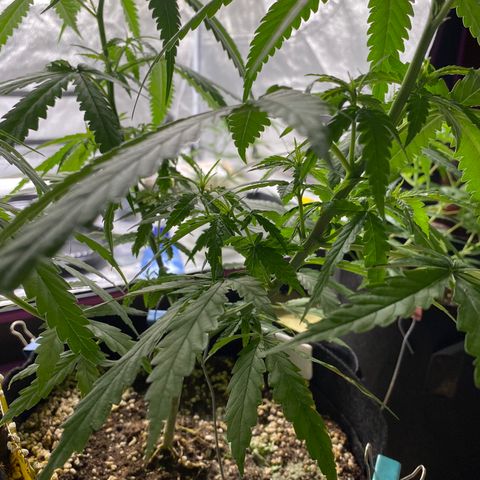 Godfather og growlog photo: ปุ๋ยขี้ไก่ น้ำหมัก 