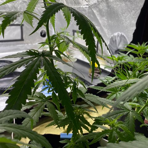 Godfather og growlog photo: ปุ๋ยขี้ไก่ น้ำหมัก 