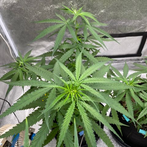 Godfather og growlog timeline photo