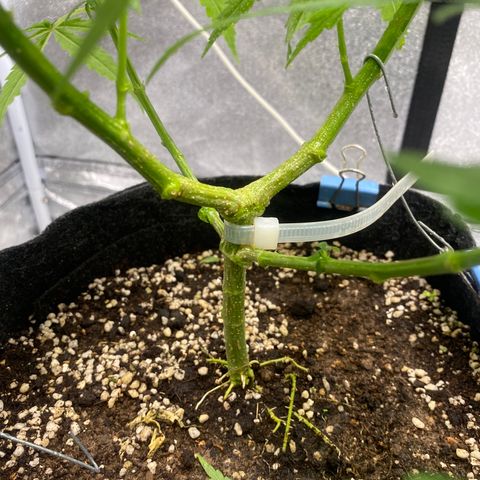 Godfather og growlog timeline photo