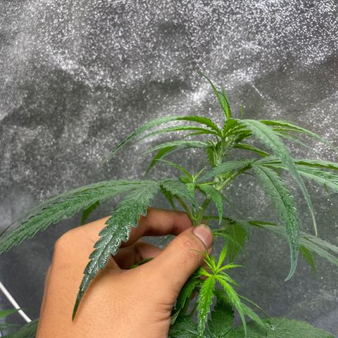 Godfather og growlog timeline photo