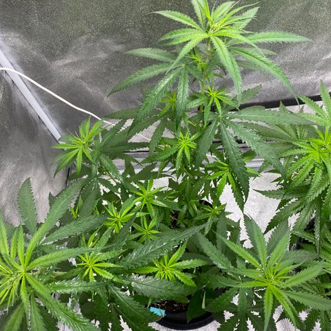 Godfather og growlog timeline photo