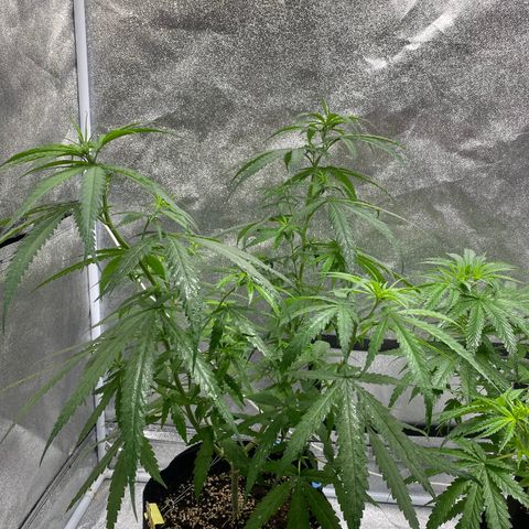 Godfather og growlog timeline photo