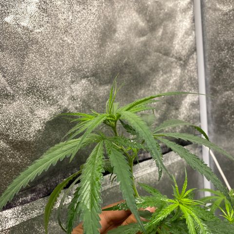 Godfather og growlog timeline photo