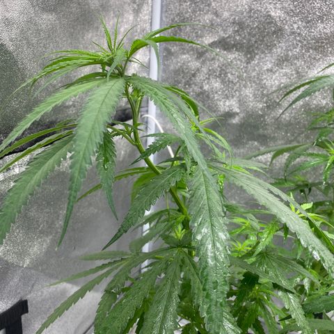 Godfather og growlog timeline photo
