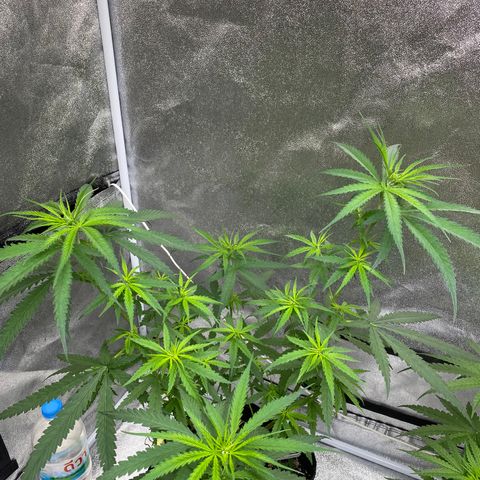 Godfather og growlog photo: โรยปุ๋ยขี้ไก่+ ปุ๋ยน้ำ B-1 ฮอโมนไข่ จุลินทรีย์ 