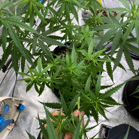 Godfather og growlog timeline photo