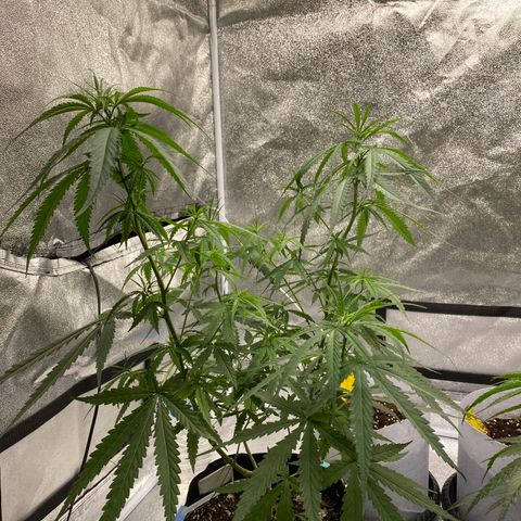 Godfather og growlog timeline photo