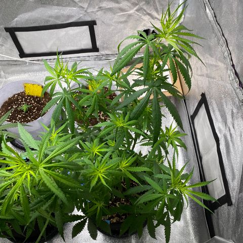 Godfather og growlog timeline photo