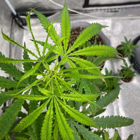 Godfather og growlog photo: ปุ๋ยเกิน ฟรัชน้ำวันแรก