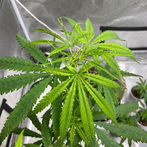 Godfather og growlog photo: ปุ๋ยเกิน ฟรัชน้ำวันแรก