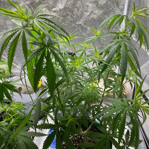Godfather og growlog timeline photo
