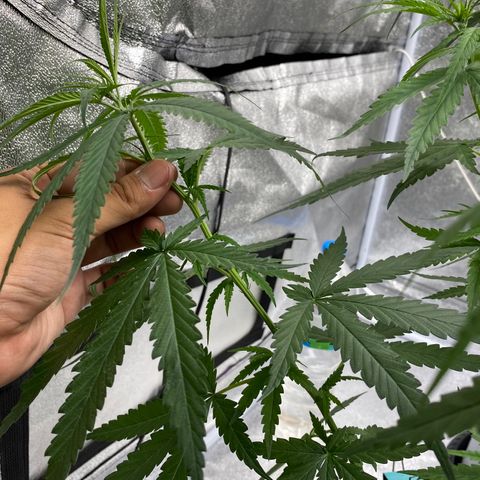 Godfather og growlog timeline photo