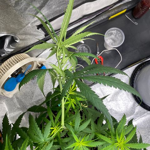 Godfather og growlog timeline photo