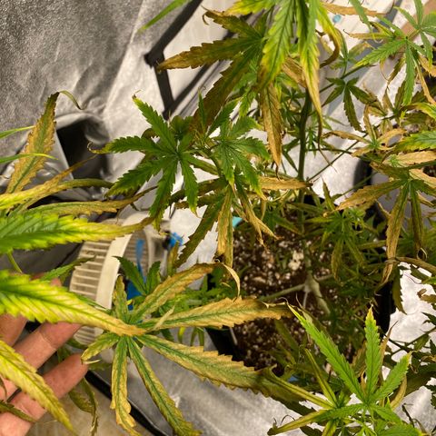 Godfather og growlog timeline photo