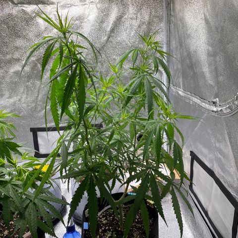 Godfather og growlog timeline photo