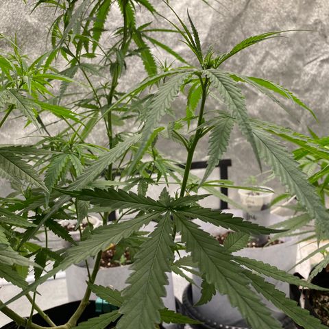 Godfather og growlog timeline photo