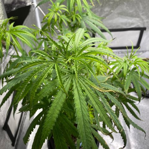 Godfather og growlog photo: ปุ๋ยเกิน ฟรัชน้ำวันแรก