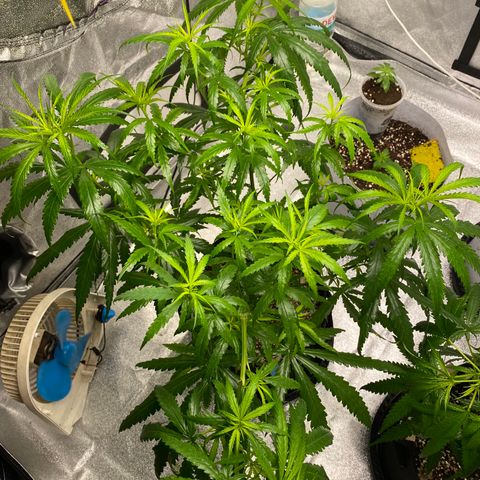 Godfather og growlog timeline photo