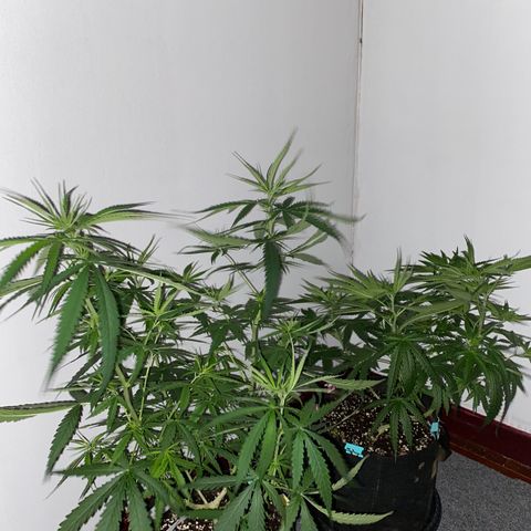 Godfather og growlog photo: เตรียมปรับไฟ ยกเข้าห้อง 6โมงเย็น