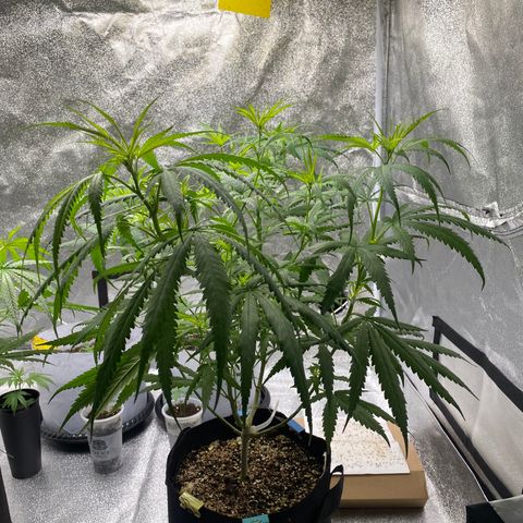 Godfather og growlog timeline photo