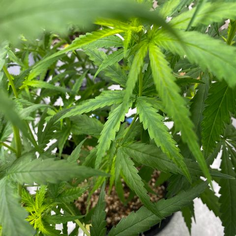 Godfather og growlog timeline photo