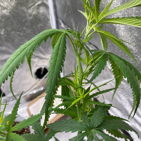 Godfather og growlog timeline photo