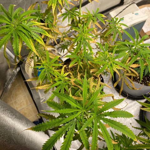 Godfather og growlog timeline photo