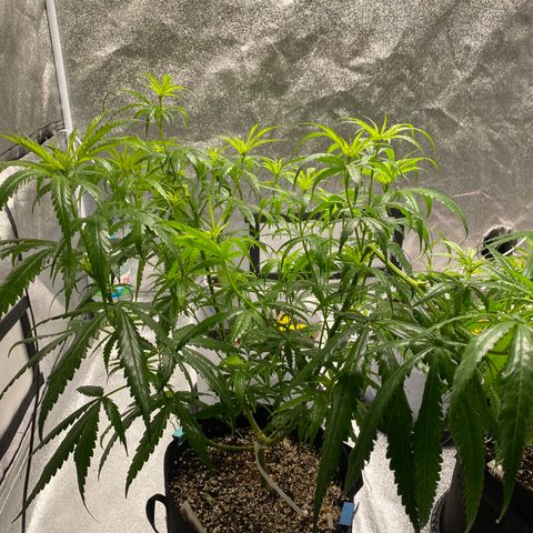 Godfather og growlog timeline photo