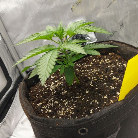 Biscotti growlog timeline photo