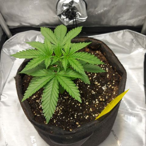 Biscotti growlog timeline photo