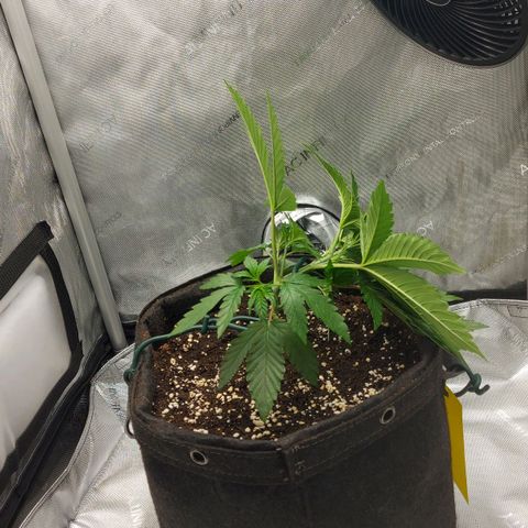 Biscotti growlog timeline photo