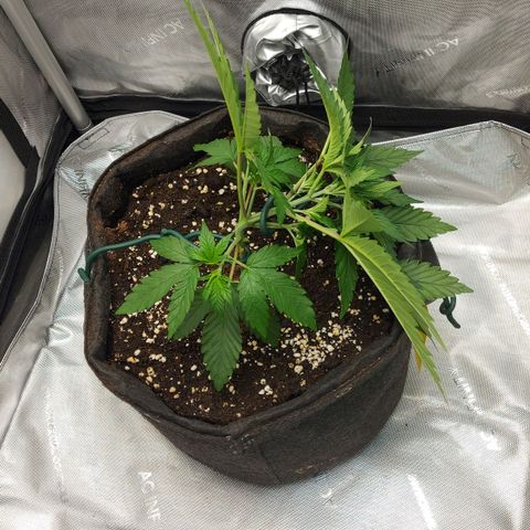 Biscotti growlog timeline photo