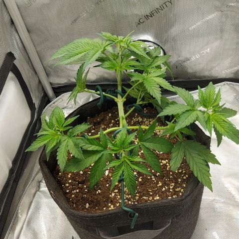 Biscotti growlog timeline photo
