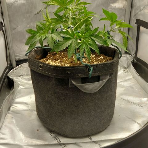 Biscotti growlog timeline photo