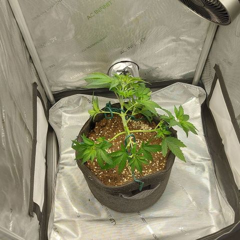 Biscotti growlog timeline photo