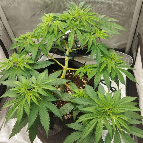 Biscotti growlog timeline photo