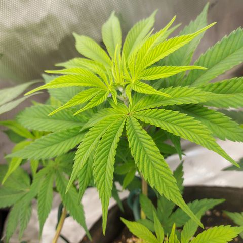 Biscotti growlog timeline photo