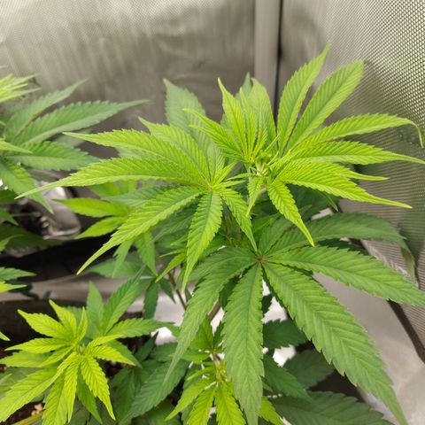 Biscotti growlog timeline photo