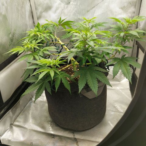 Biscotti growlog timeline photo