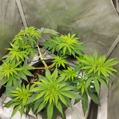 Biscotti growlog timeline photo